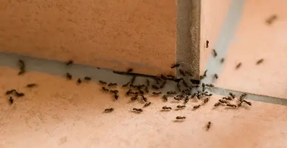 Hormigas en el interior de una casa