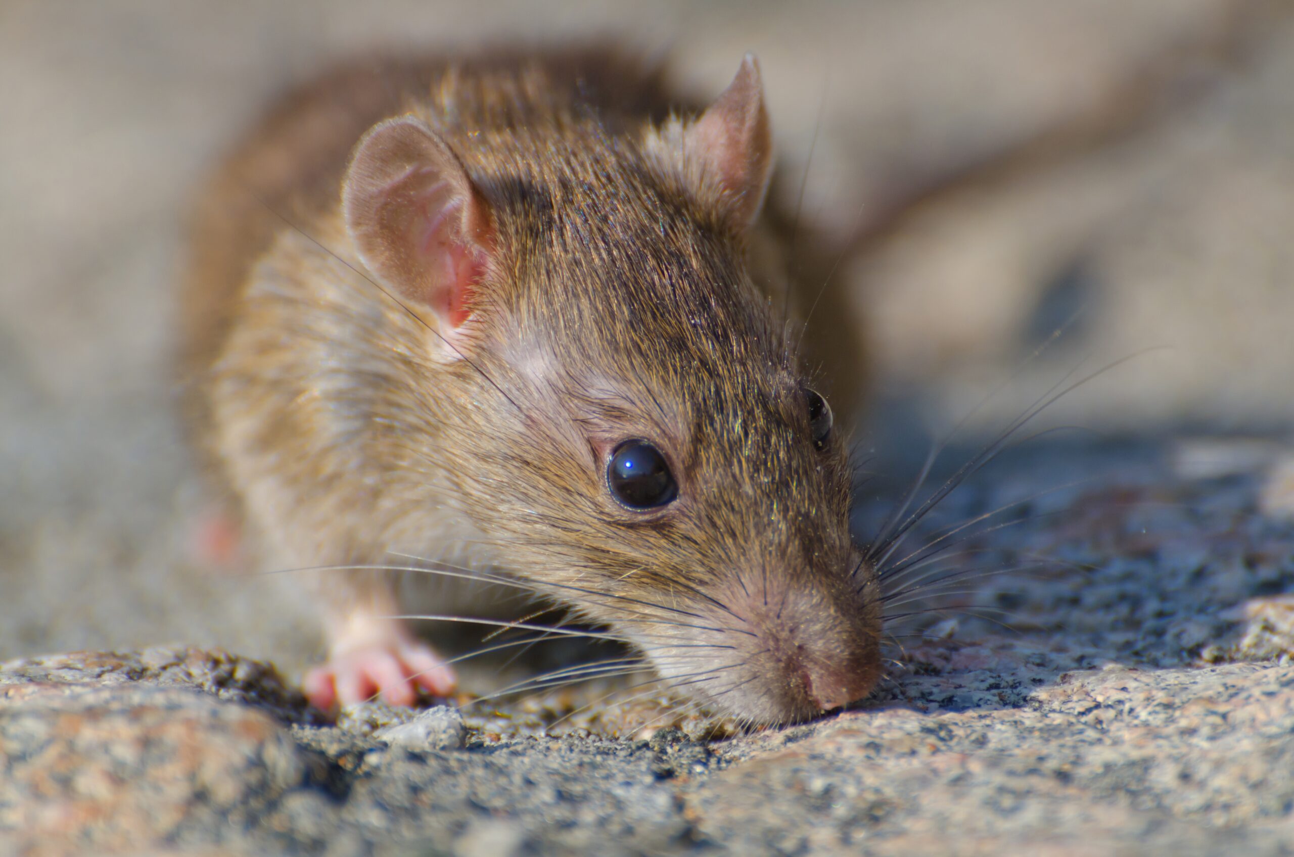 Eliminación de ratas en Santurtzi