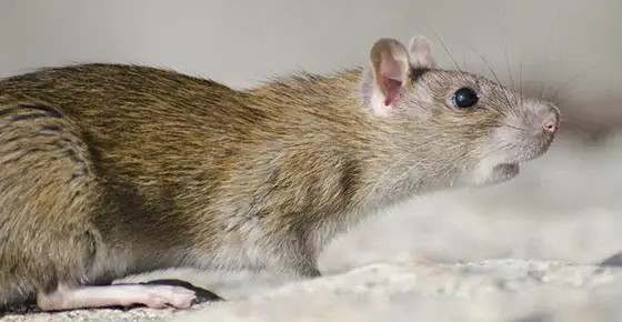 Eliminar-ratas-Bizkaia Eliminar ratas Bizkaia